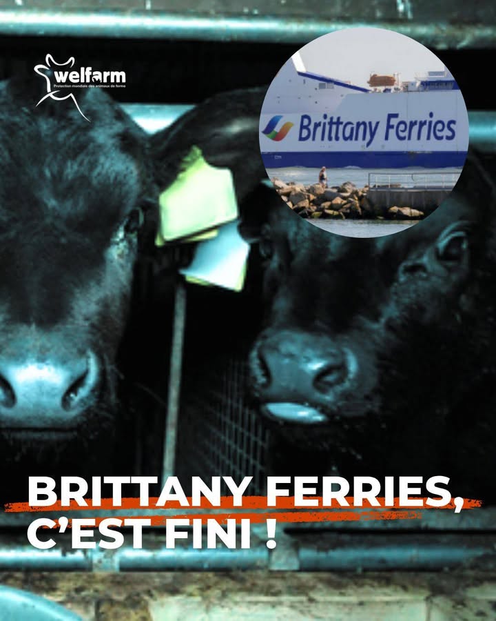 Welfarm