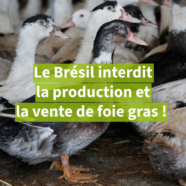 Welfarm